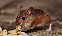 24 Hour & Emergency Exterminators in Sanbornville, NH